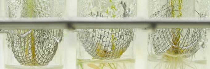 10-things-you-may-not-know-about-gmo