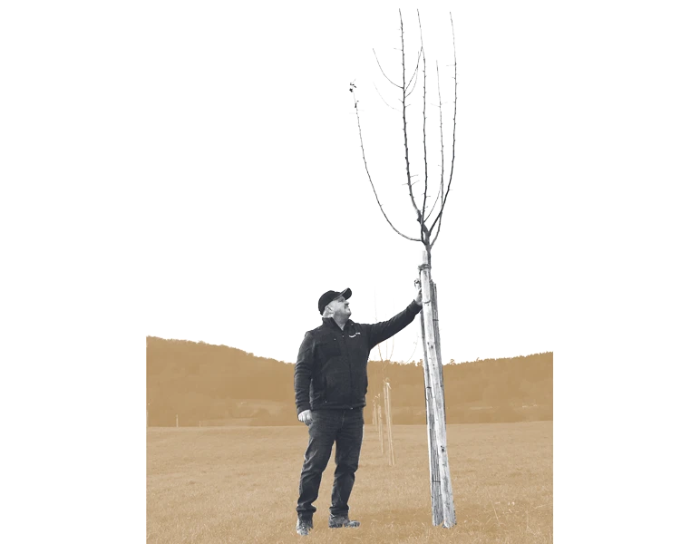 Agroforestry With Fruit Tree