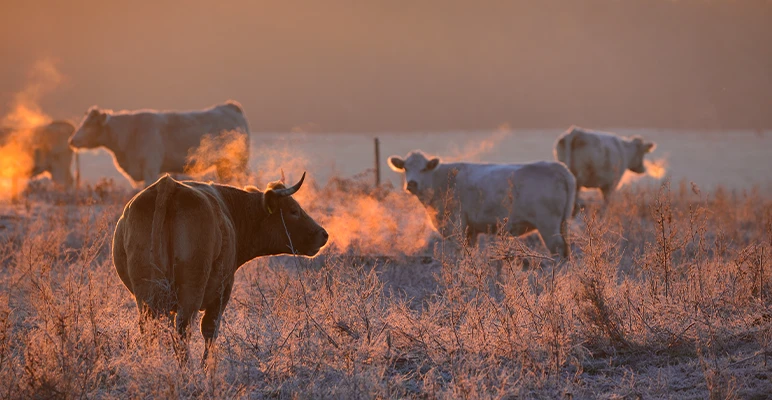 Tinkering with the cow’s diet 