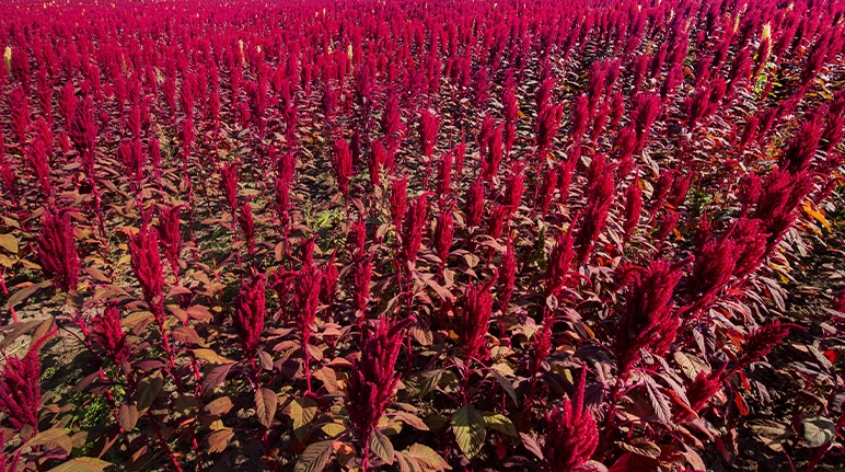 Rows of amaranth plants growing for cultivation.