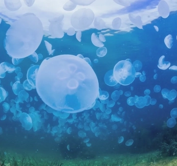 Article_banner_jellyfish.webp