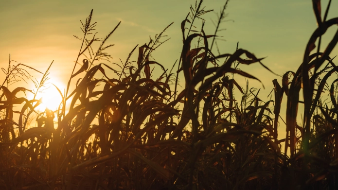 Article_Banner_maize_1.webp