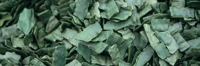 mikroalgen-4-interessante-wege-algen-zu-essen