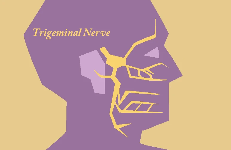 trigeminal nerve