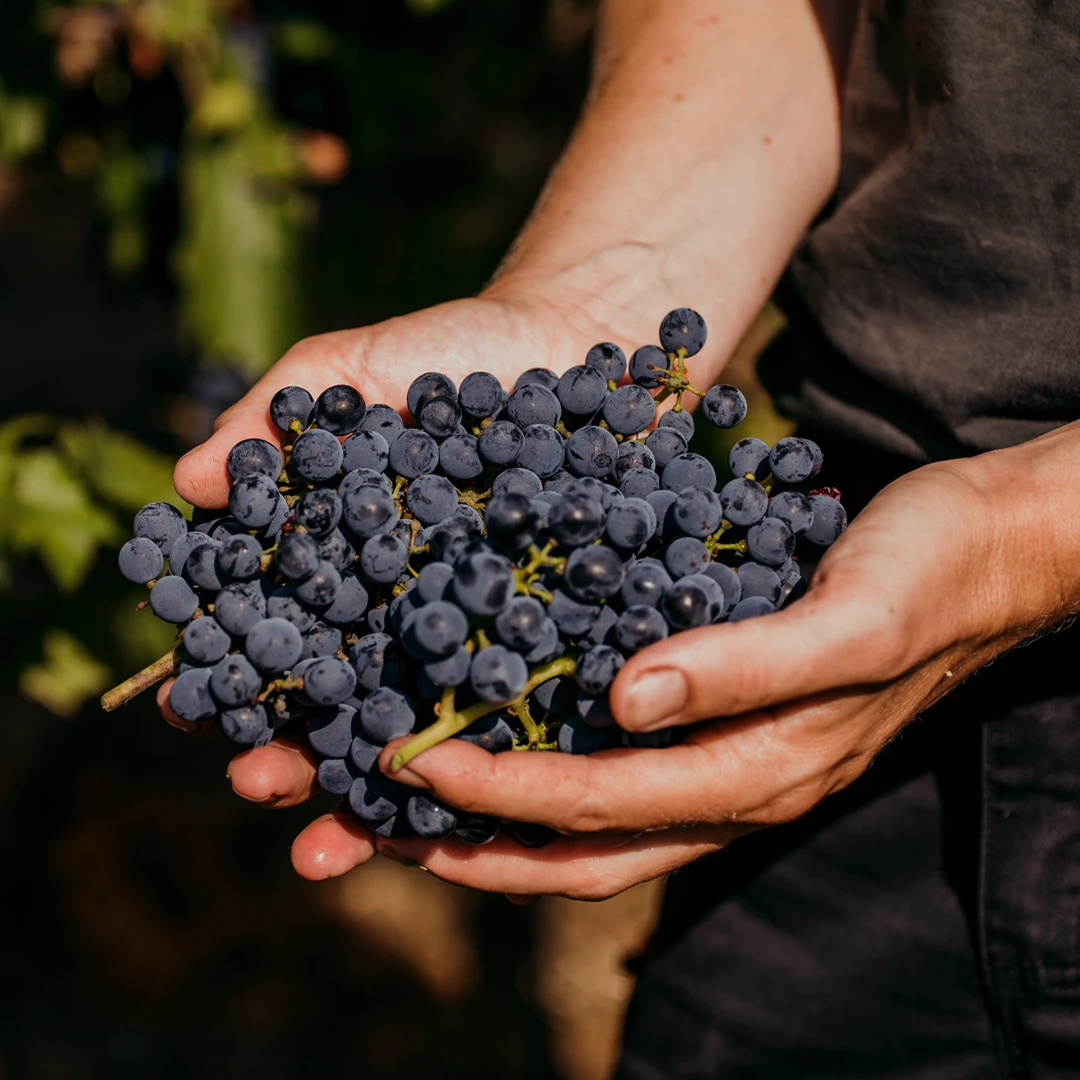 &bdquo;Jede PiWi-Rebe, die gepflanzt wird, ist eine gute Rebe&ldquo;
