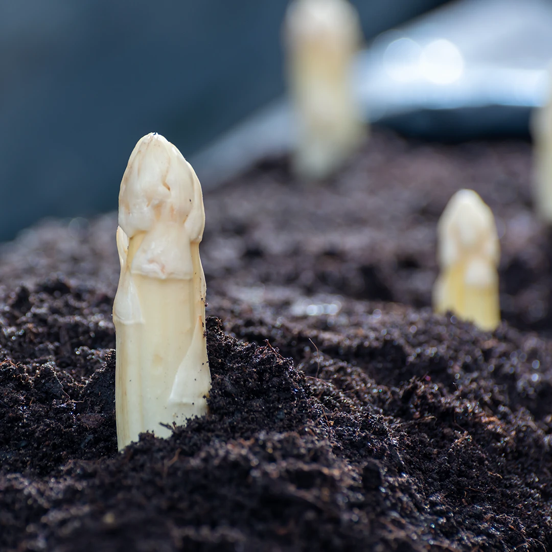 Gem&uuml;se des Monats: Spargel (Asparagus officinalis)
