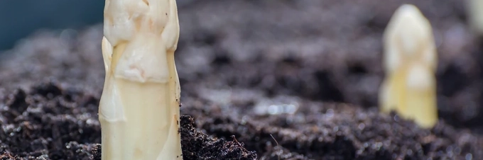 gemuese-des-monats-spargel-asparagus-officinalis