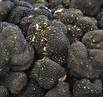 Article_Thumb_truffle.webp