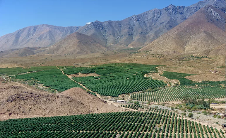 Where are avocados grown