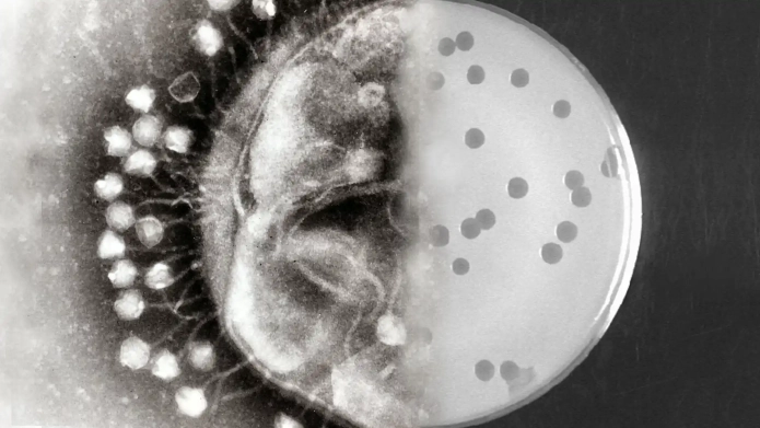 Bacteriophages_banner.webp
