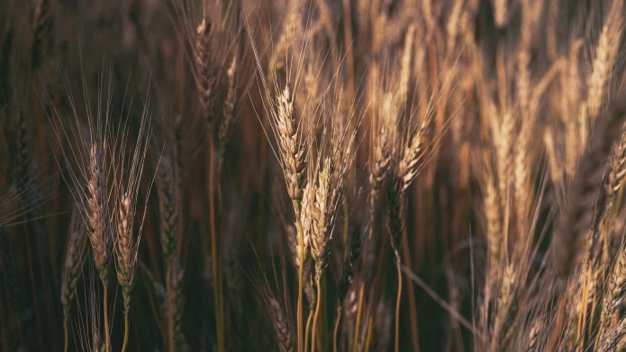 Banner_Wheat_Big_4.webp