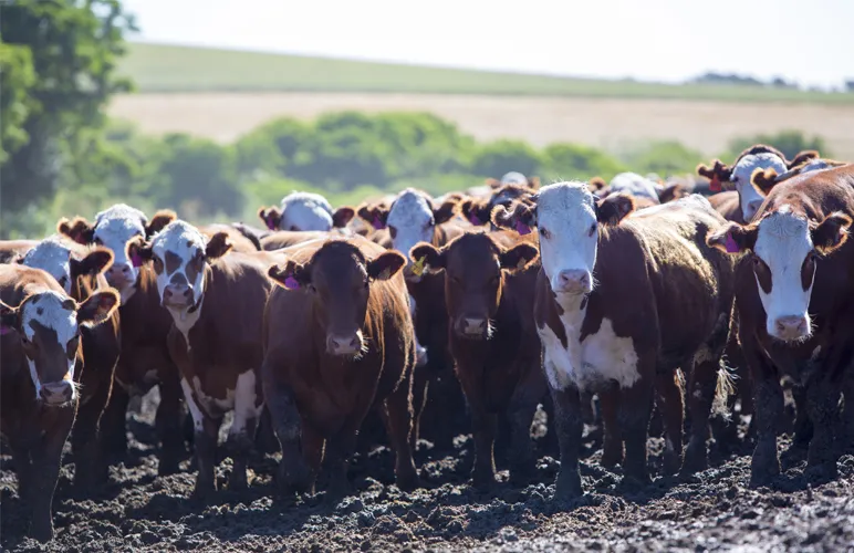 What Are Carbon Taxes On Food, And Why Do We Need Them?