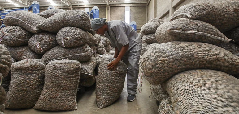 A factory worker hauls bags of unshelled cashew nuts.