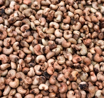 Cashew_Nuts_Hidden_Cost_of_Production_V2_Thumb.webp