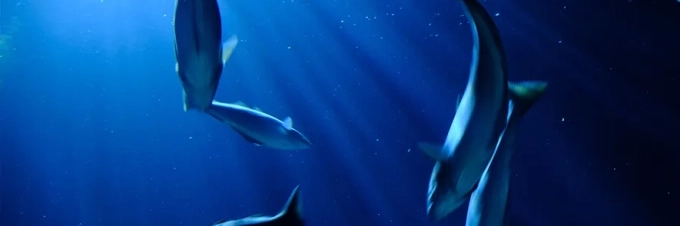 fish-farming-opinion-on-aquaculture