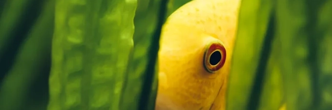 aquaponics-sustainable-urban-farming