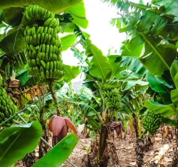 category-image-bananaplantations.webp