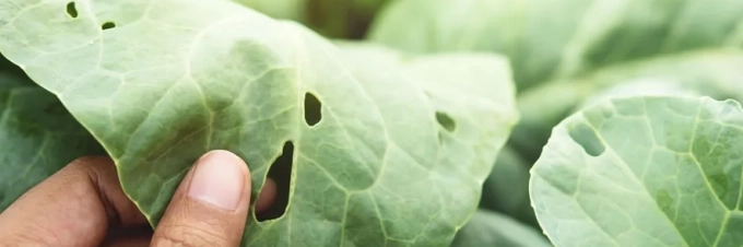 pesticide-alternatives-organic-farming