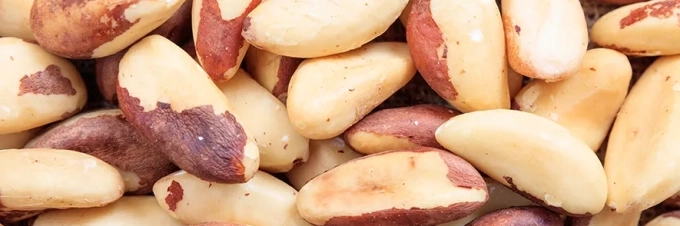 cultivo-de-las-nueces-de-brasil