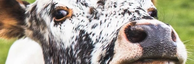 como-se-hacen-las-hamburguesas-en-un-laboratorio