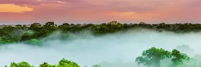 el-impacto-de-la-deforestacion-en-las-nueces-de-brasil