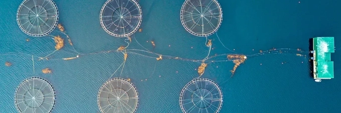 como-mejora-la-digitalizacion-la-gestion-de-la-acuicultura