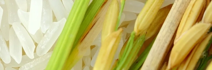 el-gran-debate-los-organismos-geneticamente-modificados