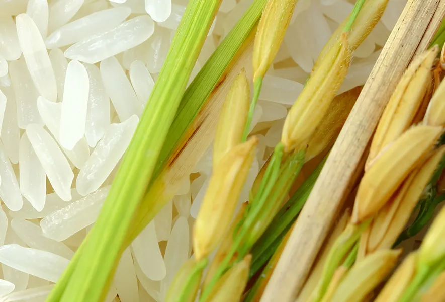 Die grosse Debatte: Sagen wir Ja oder Nein zu GMO-Food?