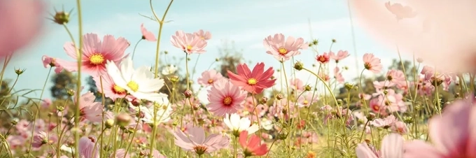 como-cultivar-flores-comestibles