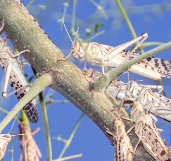 category-image-locusts_1.webp