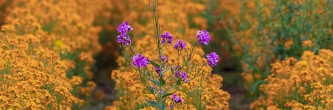 que-es-un-alimento-natural