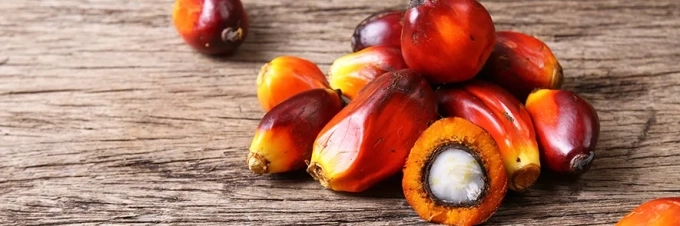 aceite-de-palma-como-se-hace