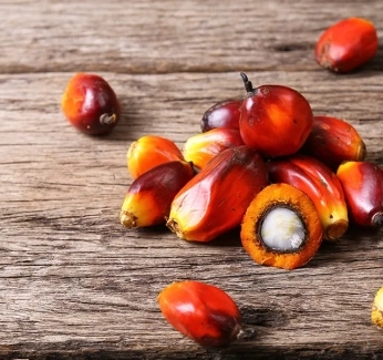 category-image-palmoil.webp