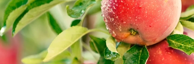 are-there-pesticides-in-organic-farming