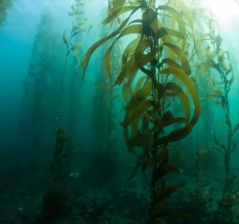 category-image-seaweed_farms.webp