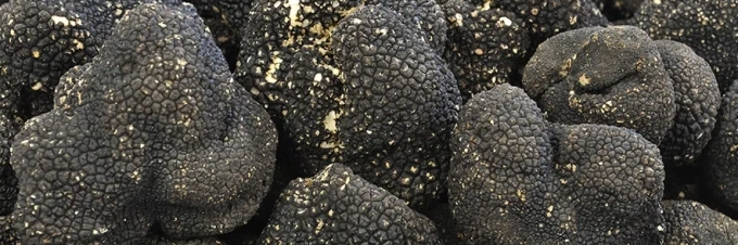 como-es-el-cultivo-de-la-trufa