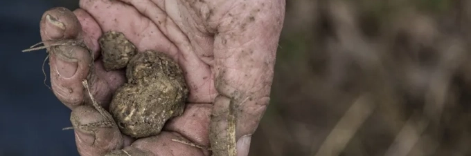 como-afecta-el-cambio-climatico-a-la-produccion-de-la-trufa