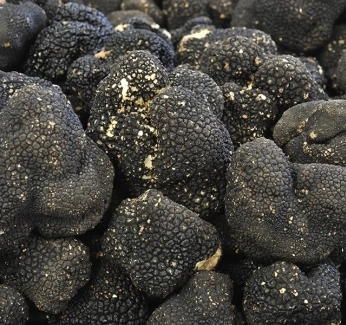 category-image-truffle.webp