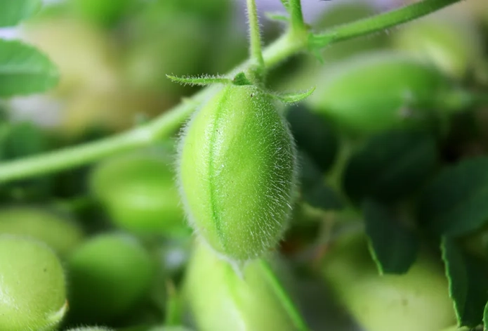 category-image-young_chickpea.webp