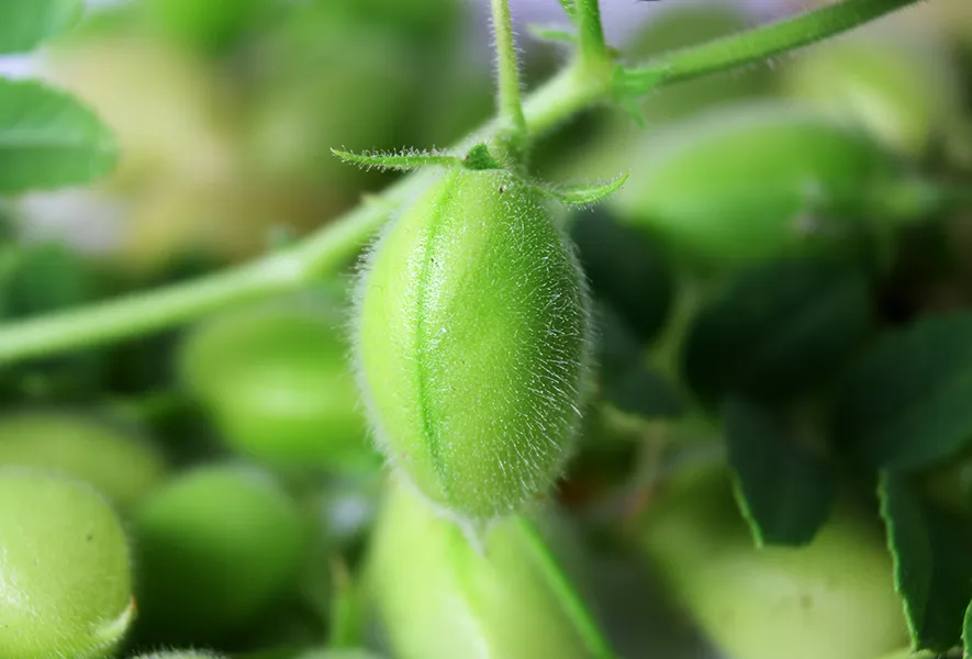 Kichererbsen | Wie sie angebaut werden