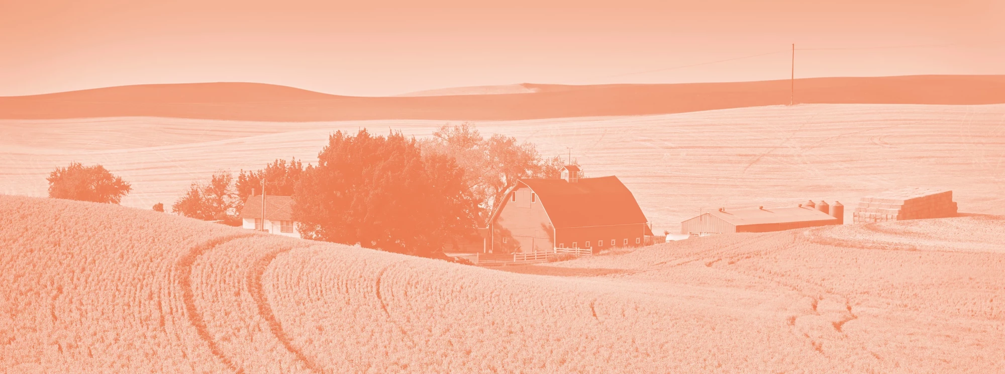 Origins of chickpeas