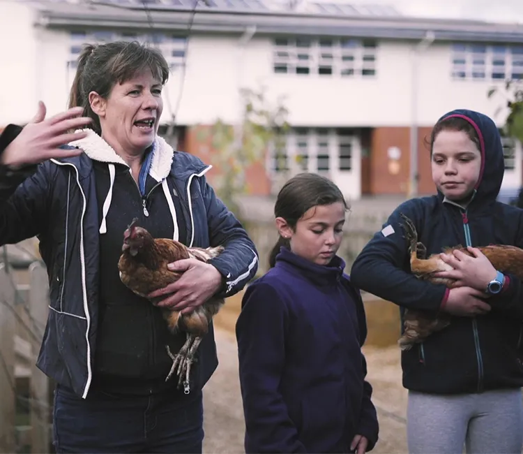 H&uuml;hner in Schulen halten | Wie es funktioniert