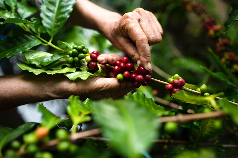 Coffee harvesting