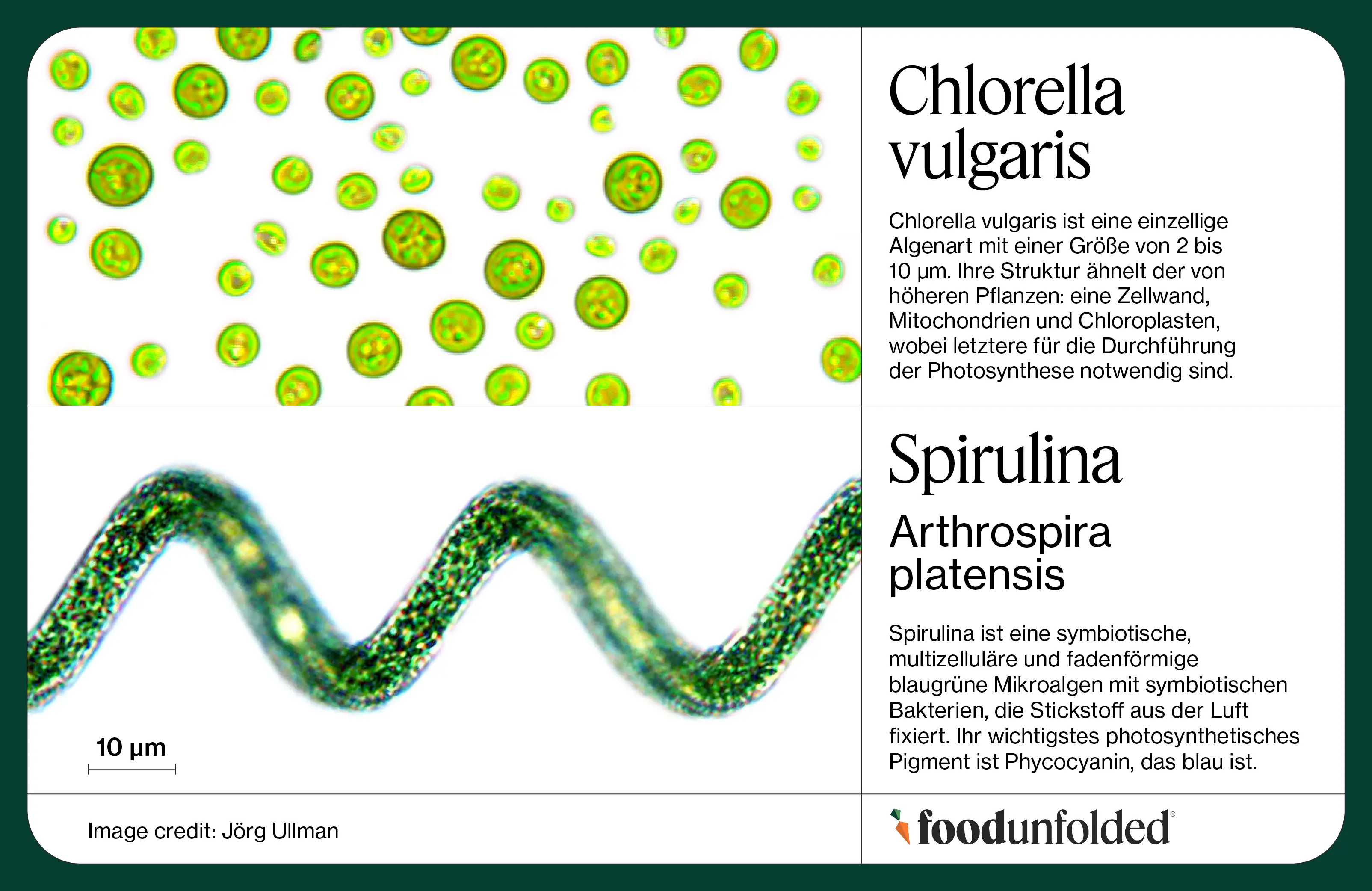 Mikroalgen - Das Nährstoffwunder aus dem Wasser