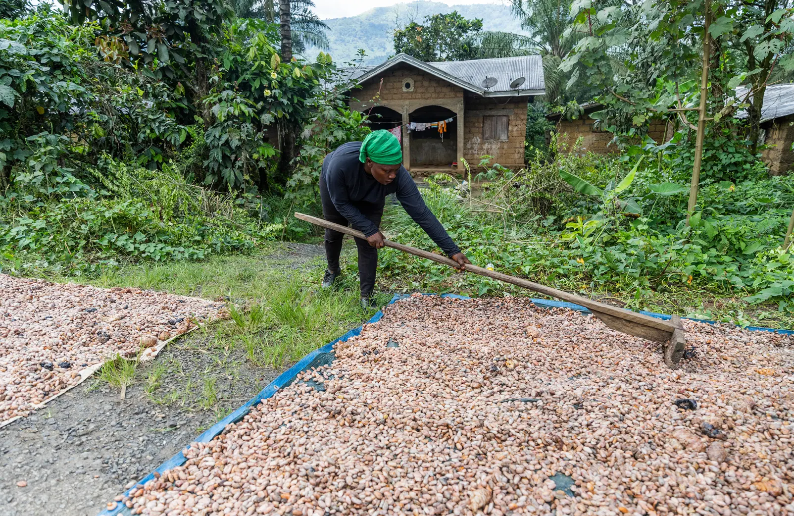 Die Kakaobohne - Von Anbau, Wasser und Schokolade