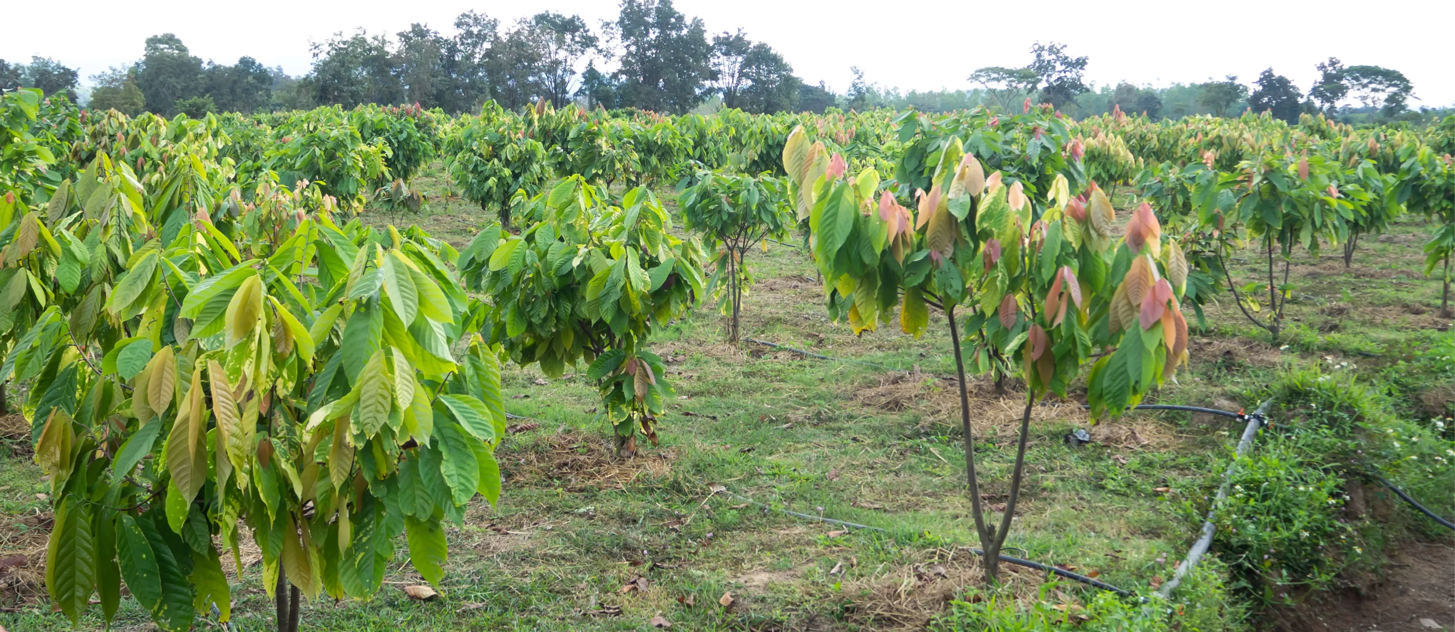 Die Kakaobohne - Von Anbau, Wasser und Schokolade