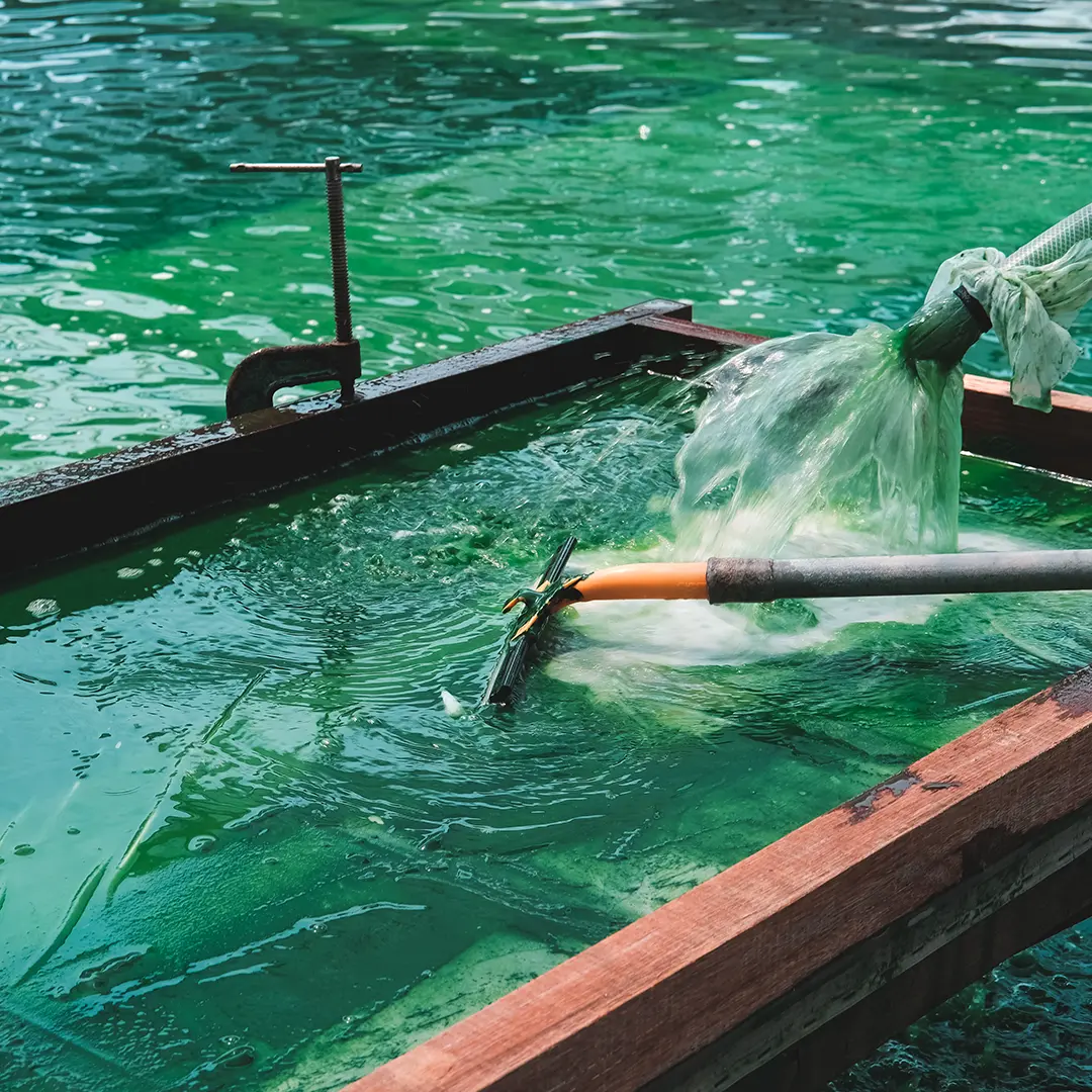 Mikroalgen - Das Nährstoffwunder aus dem Wasser