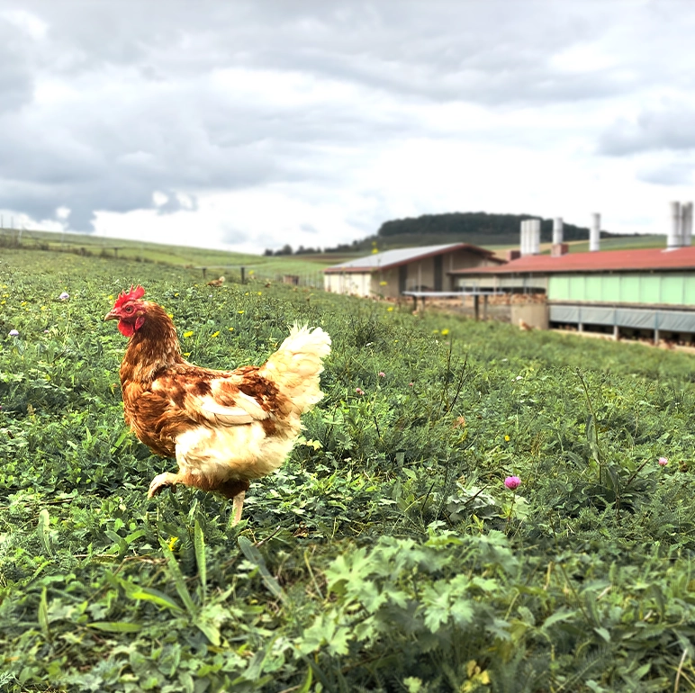 Die jungen Wilden – bio vs. konventionelle Legehennen