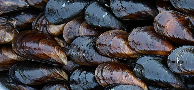 Mussels Clean Up Polluted Waters