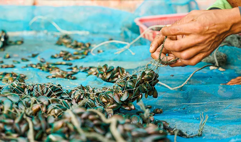 Shellfish and Seaweed